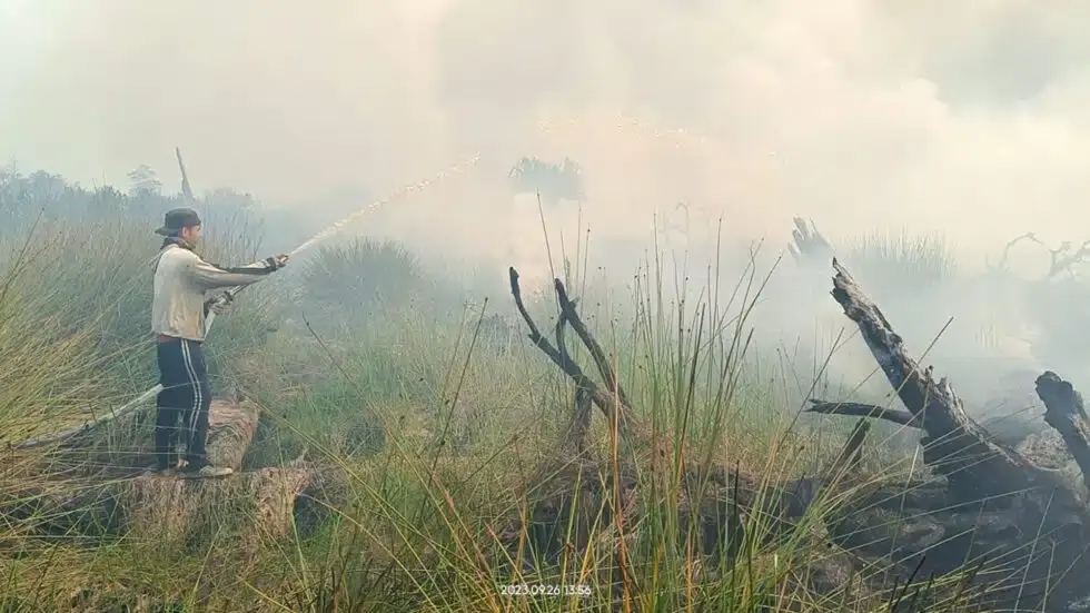 orangutan.de Feuer5b 1920x1080 BOSF-980x551.jpg