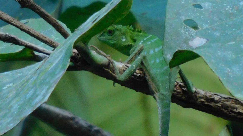 Borneo Langschwanzagame