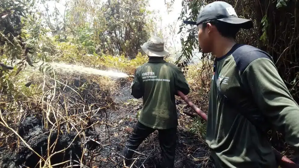 orangutan.de Feuer5 1920x1080 BOSF-980x551.jpg