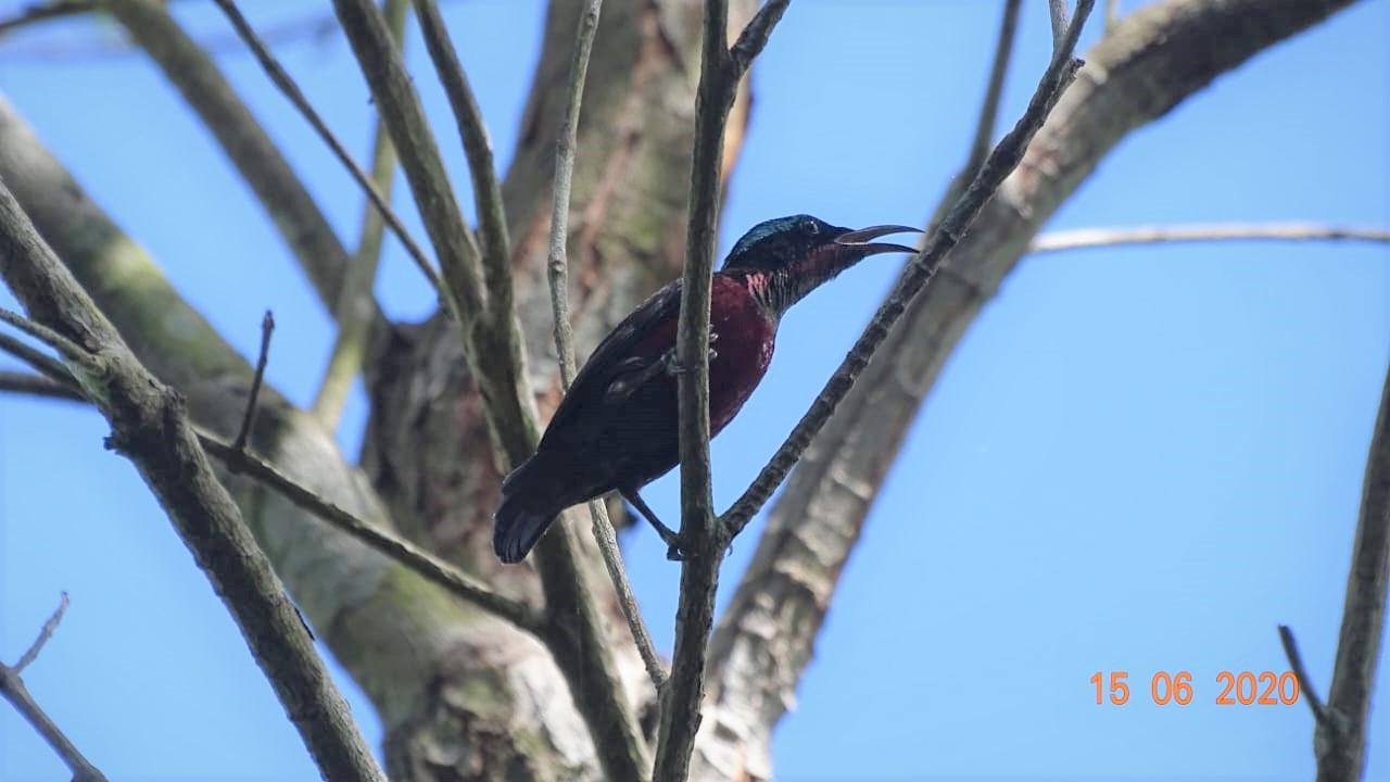 Blauglanz NektarvogelIMG-20220621-WA0020 (002)