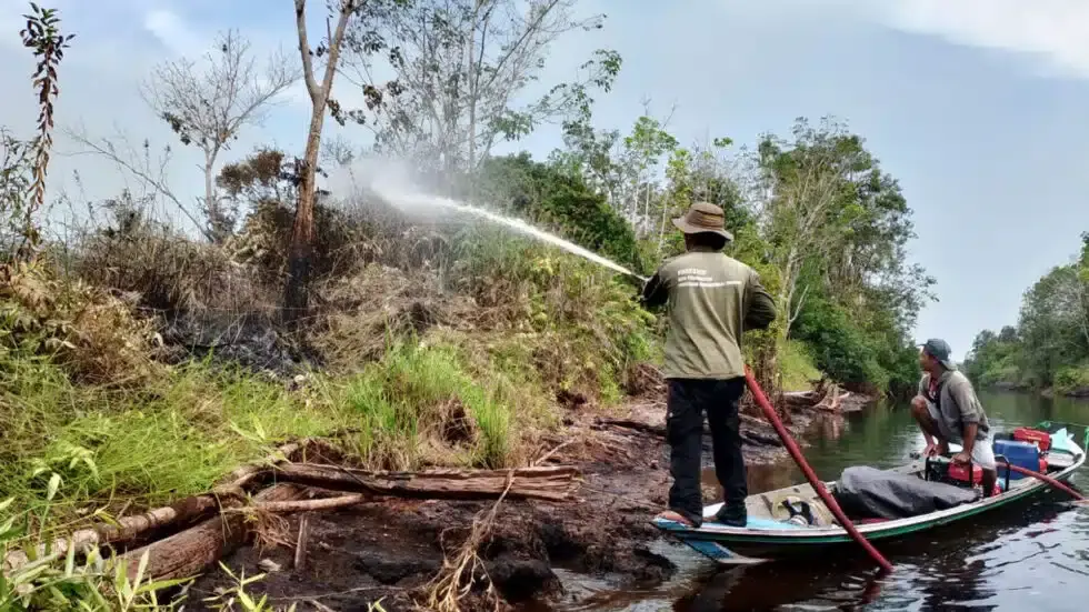 orangutan.de Feuer3a 1920x1080 BOSF-980x551.jpg