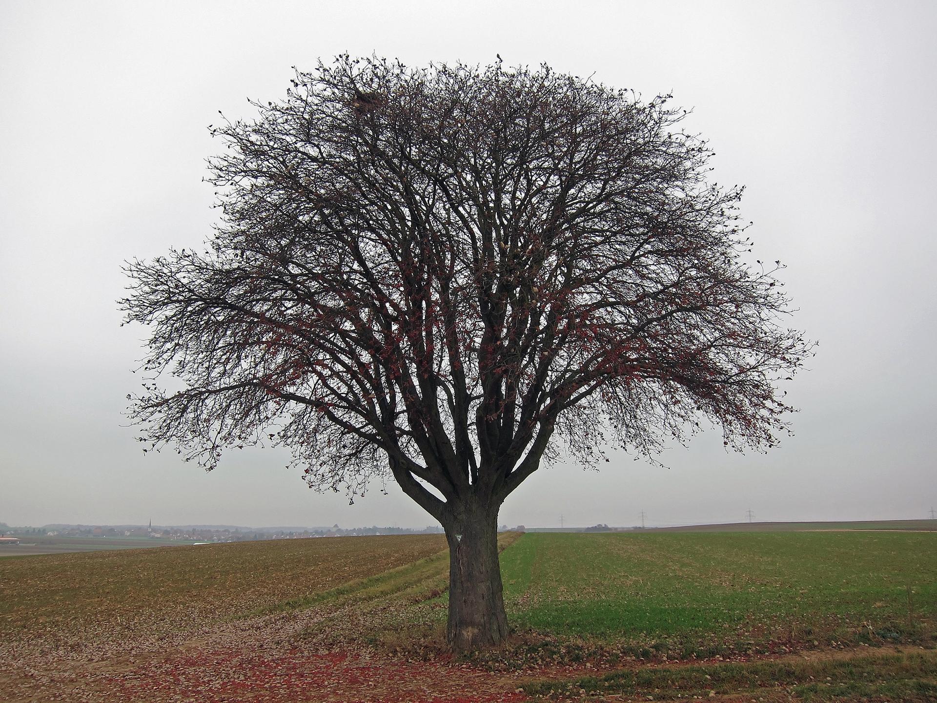 Mehlbeere Waigolshausen, 4