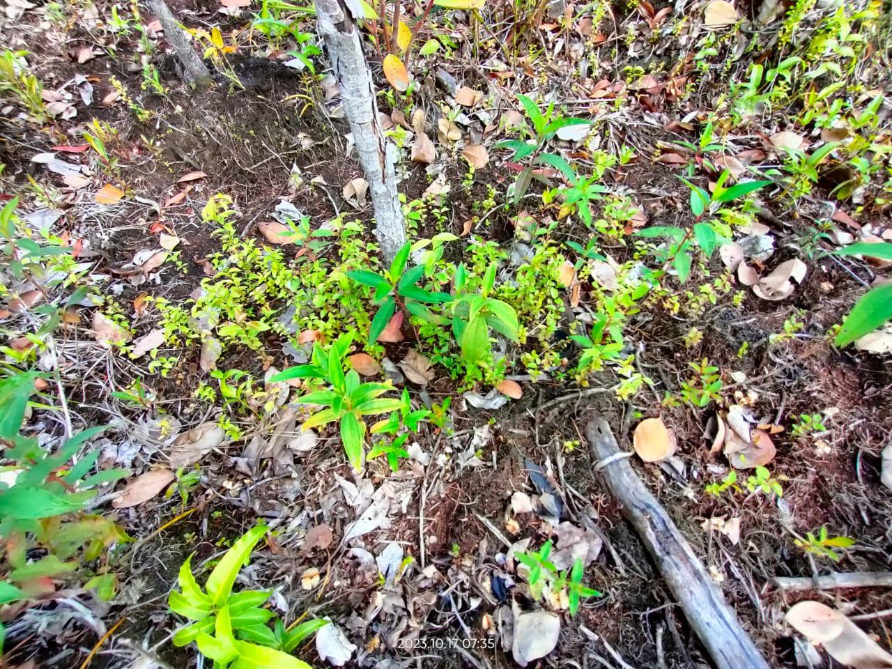 Setzlinge unter <vogelpfahl