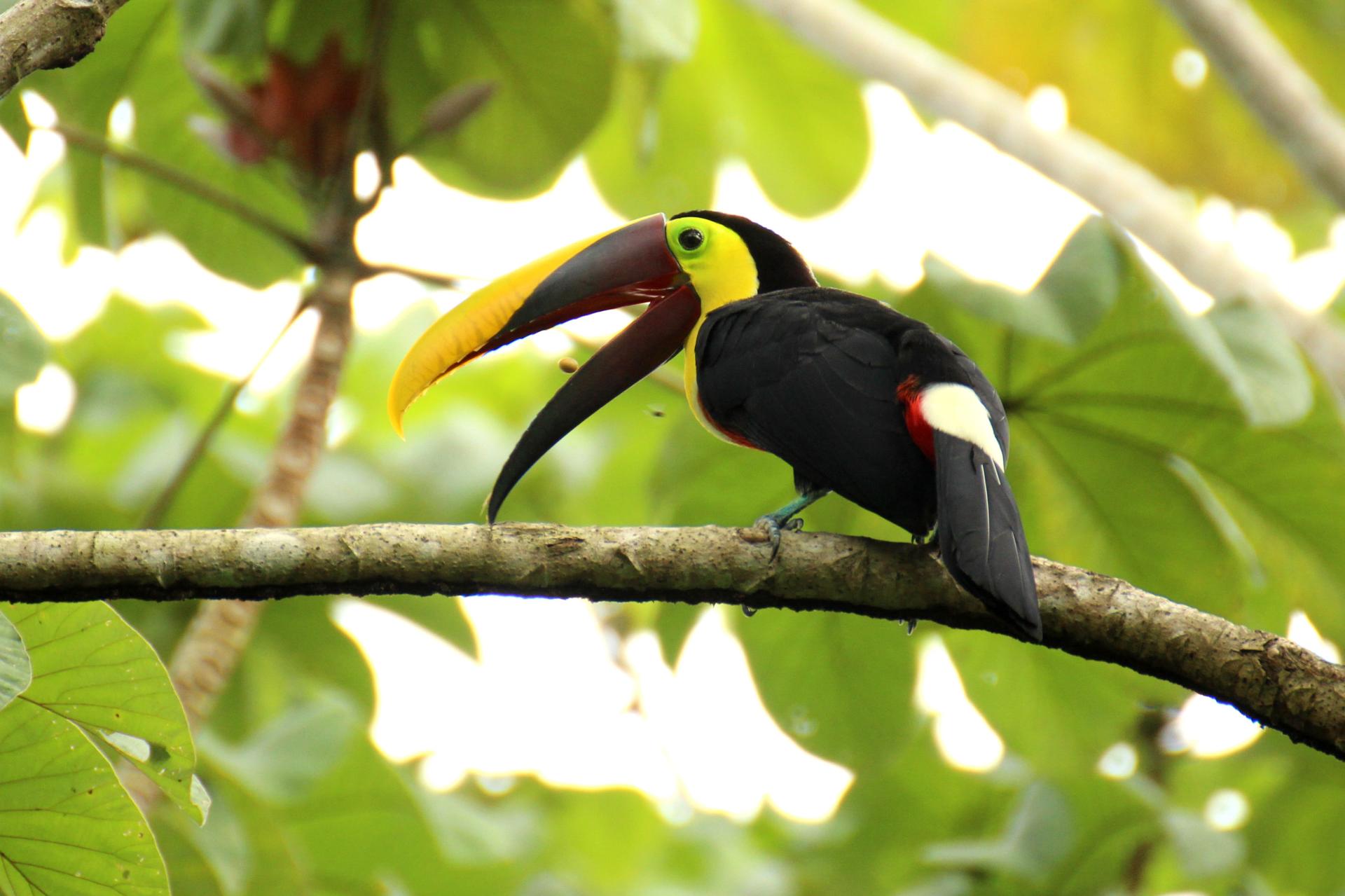 tree-bird-beak-tropical-fauna-hornbill-1375391-pxhere.com