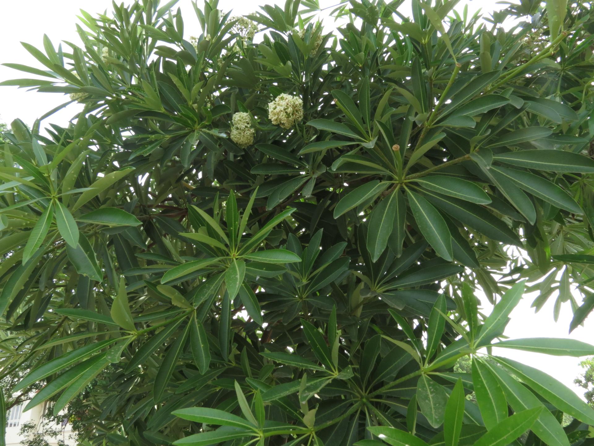Alstonia scholaris - leaves 02
