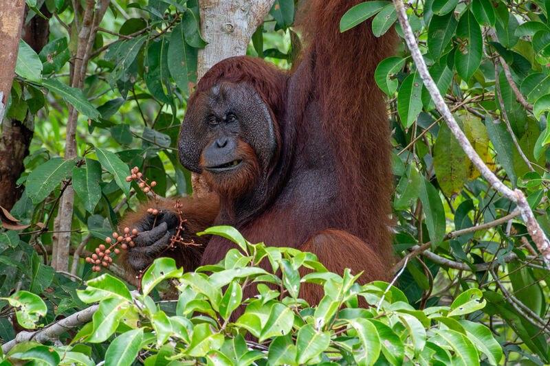 Orang Utan