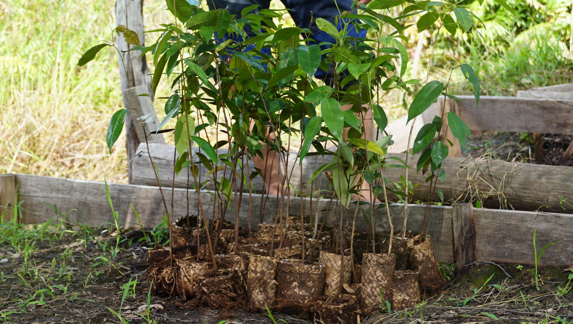 Polybag Purun by Lalita